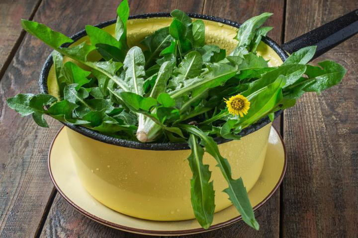 You are currently viewing Algonquin Wild Green Salad